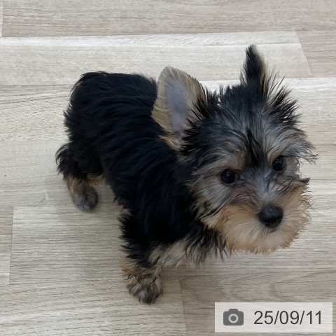 ヨークシャー・テリアの写真