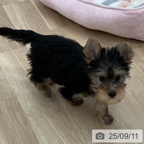 ヨークシャー・テリアの写真