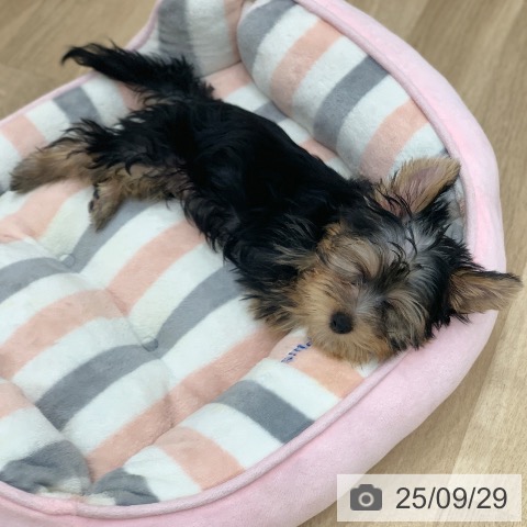 ヨークシャー・テリアの写真