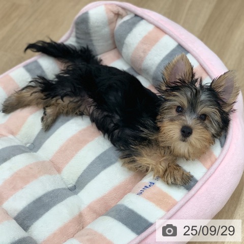 ヨークシャー・テリアの写真