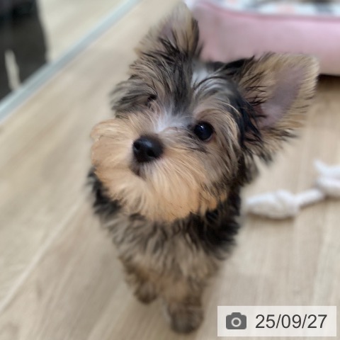 ヨークシャー・テリアの写真