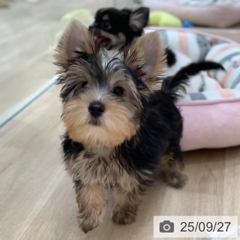 ヨークシャー・テリアの写真