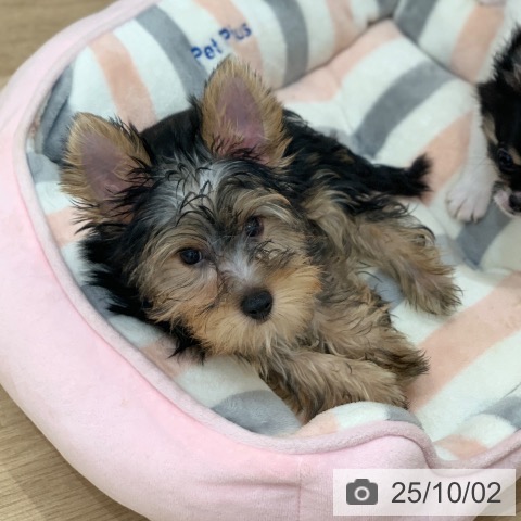 ヨークシャー・テリアの写真