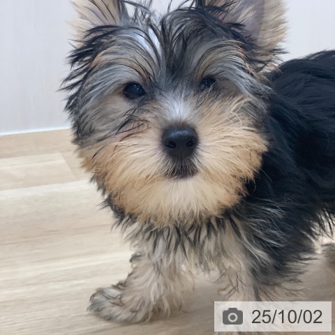 ヨークシャー・テリアの写真