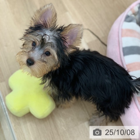 ヨークシャー・テリアの写真