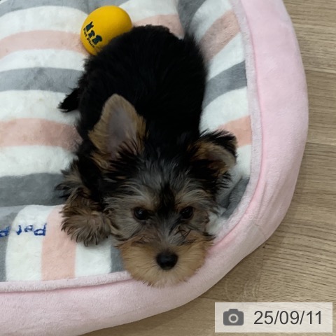 ヨークシャー・テリアの写真