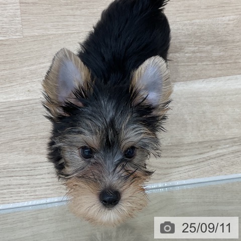 ヨークシャー・テリアの写真