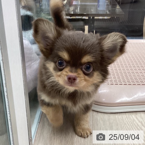 チワワの写真