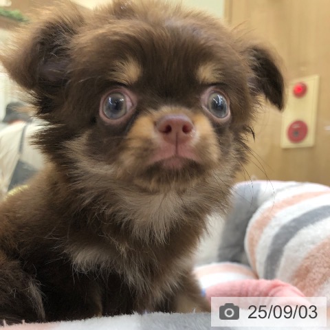 チワワの写真