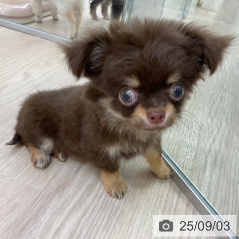 チワワの写真