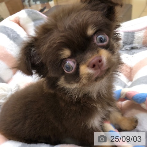 チワワの写真