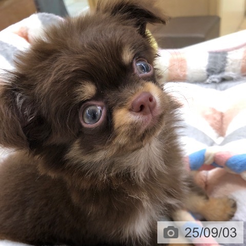 チワワの写真