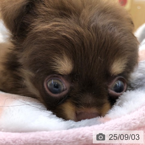 チワワの写真