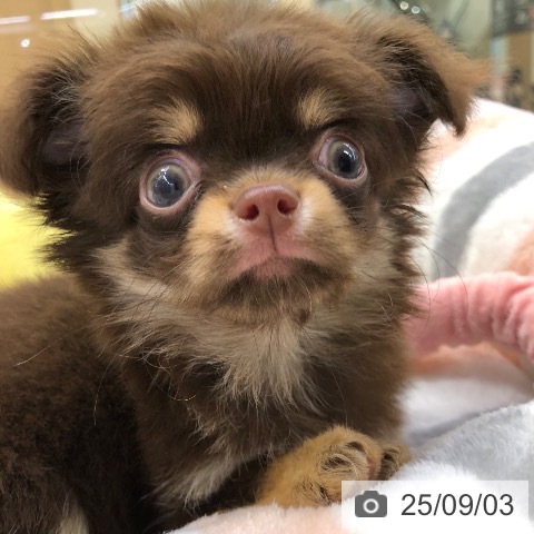 チワワの写真