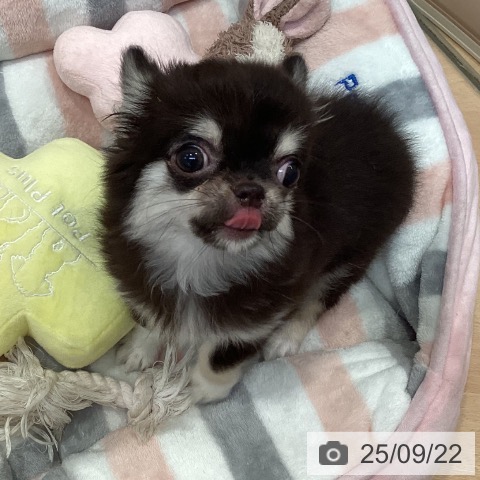 チワワの写真