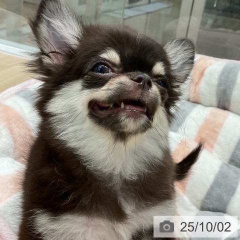 チワワの写真