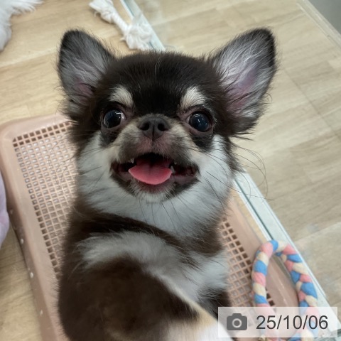 チワワの写真