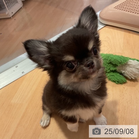 チワワの写真