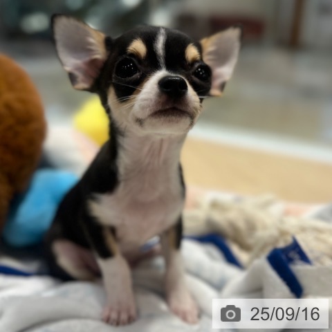 チワワの写真