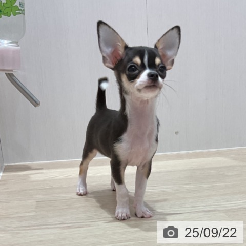 チワワの写真