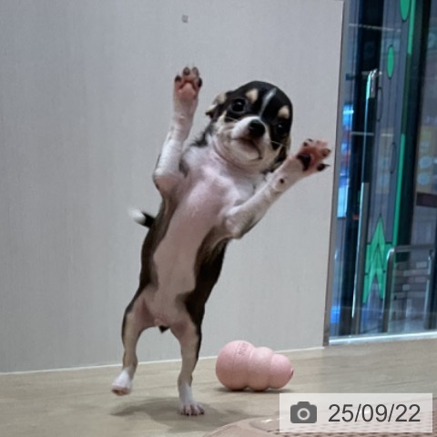 チワワの写真