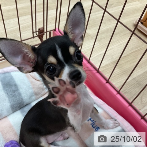 チワワの写真