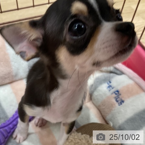 チワワの写真