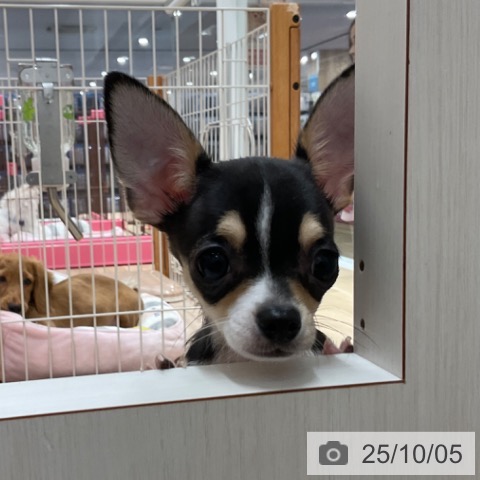 チワワの写真