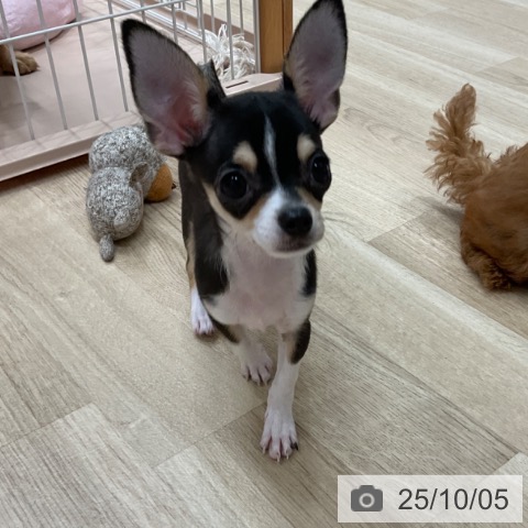 チワワの写真