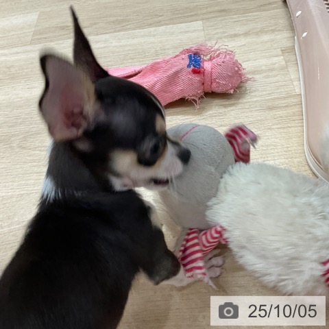 チワワの写真