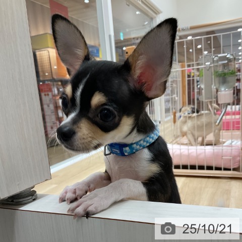 チワワの写真