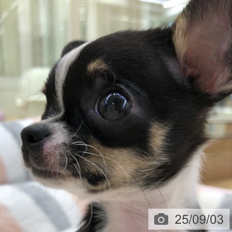 チワワの写真