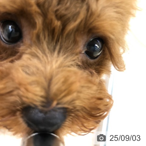 トイ・プードルの写真