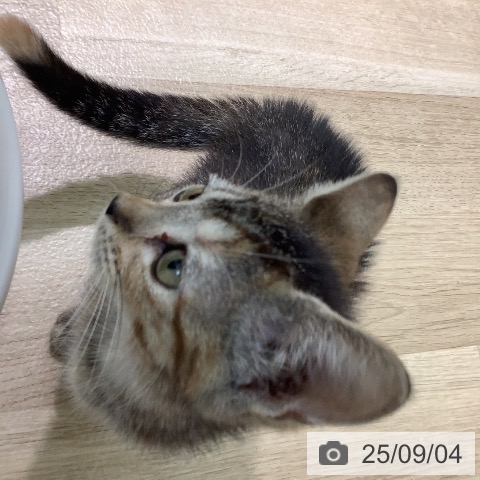 スコティッシュフォールドの写真