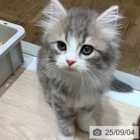 スコティッシュフォールドの写真