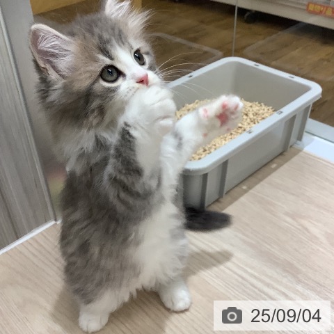 スコティッシュフォールドの写真