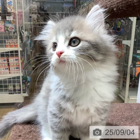 スコティッシュフォールドの写真