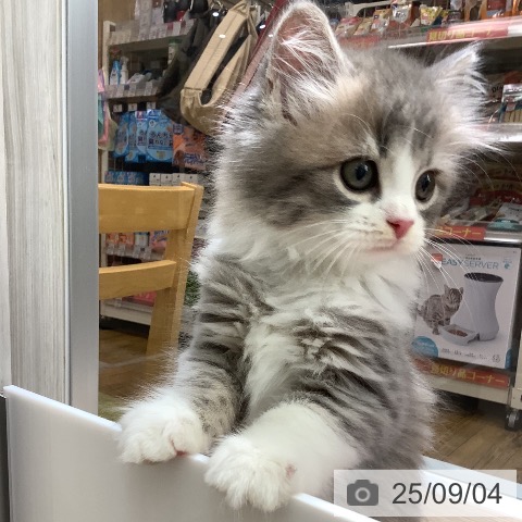 スコティッシュフォールドの写真