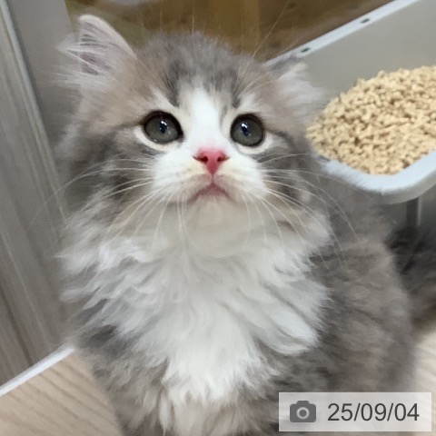 スコティッシュフォールドの写真