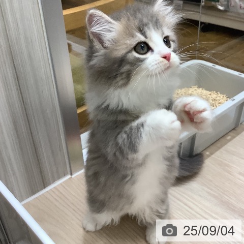 スコティッシュフォールドの写真