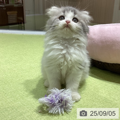 スコティッシュフォールドの写真