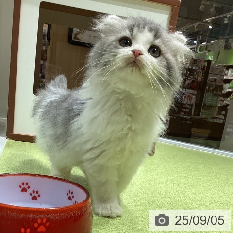 スコティッシュフォールドの写真