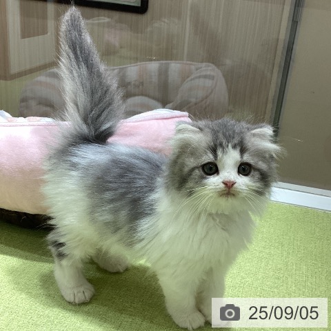 スコティッシュフォールドの写真