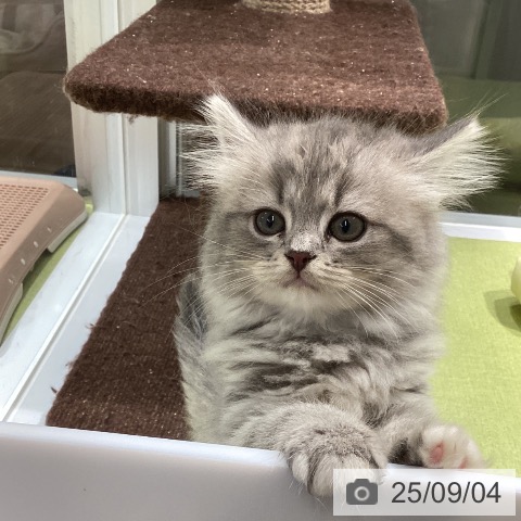 スコティッシュフォールドの写真