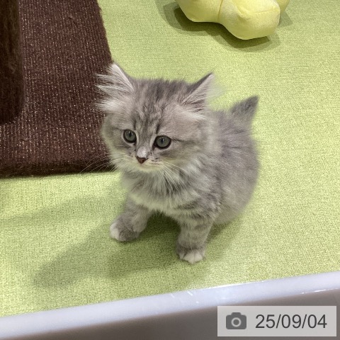 スコティッシュフォールドの写真