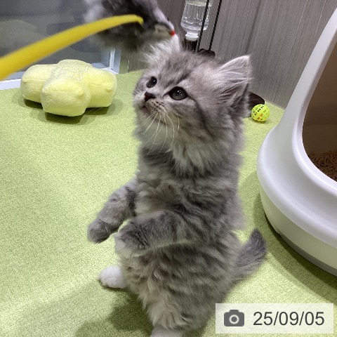 スコティッシュフォールドの写真