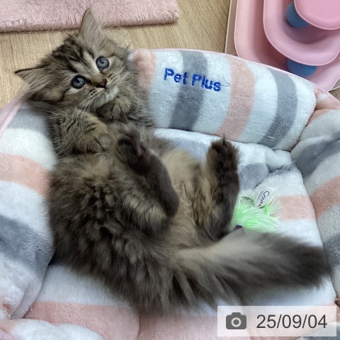 ペルシャの写真
