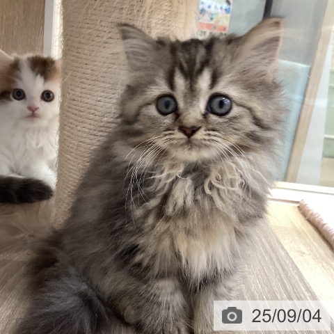 ペルシャの写真