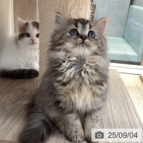 ペルシャの写真