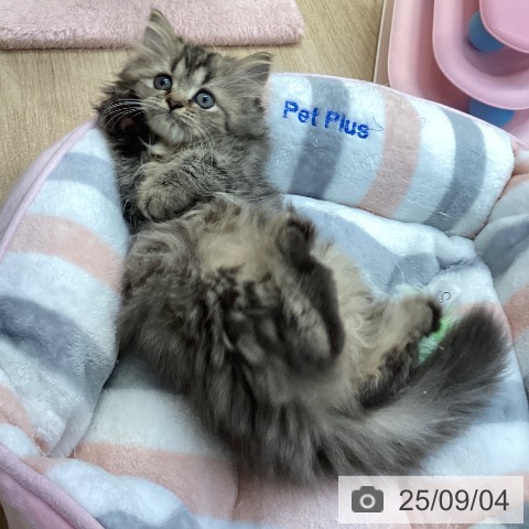 ペルシャの写真